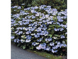 Okrasné kry Hortenzia pílovitá Blue Bird 20 30cm(6)
