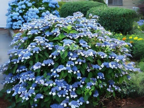 Okrasné kry Hortenzia pílovitá Blue Bird 20 30cm(1)