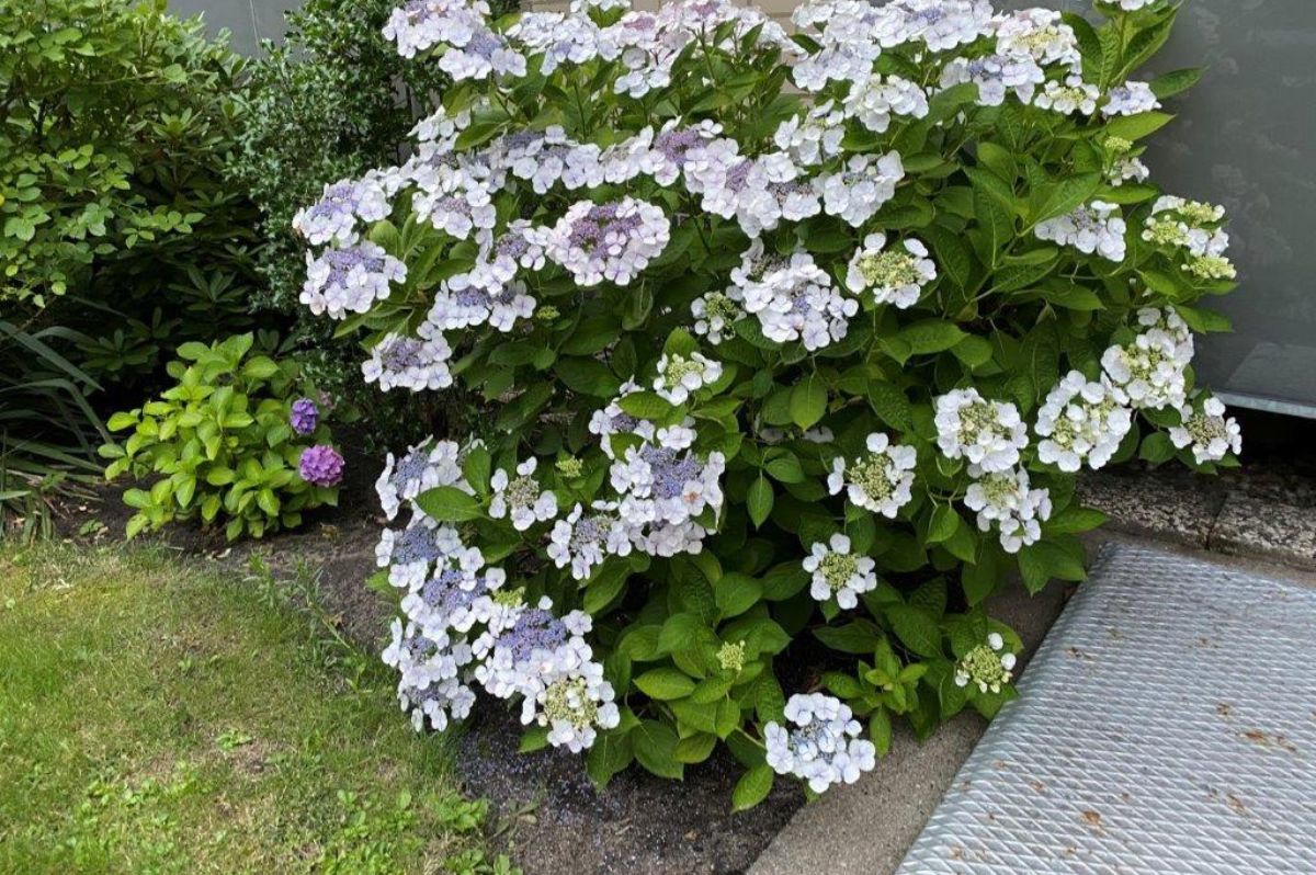 Okrasné kry Hortenzia pílovitá Blue Bird 20 30cm(5)