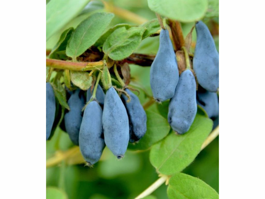 Zemolez kamčatský 'Blue Velvet'(1)