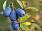 Zemolez kamčatský 'Blue Velvet'