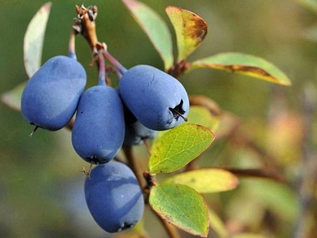 Zemolez kamčatský 'Blue Velvet'