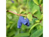 Zemolez kamčatský 'Blue Velvet'(2)