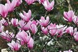 Okrasné stromy Magnólia Heaven Scent 20 40cm(4)