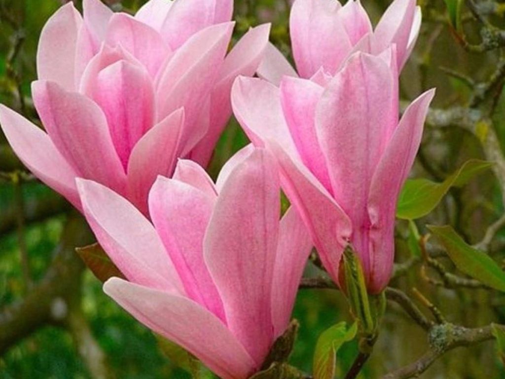 Okrasné stromy Magnólia Heaven Scent 20 40cm(3)