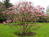 Okrasné stromy Magnólia Heaven Scent 20 40cm(1)