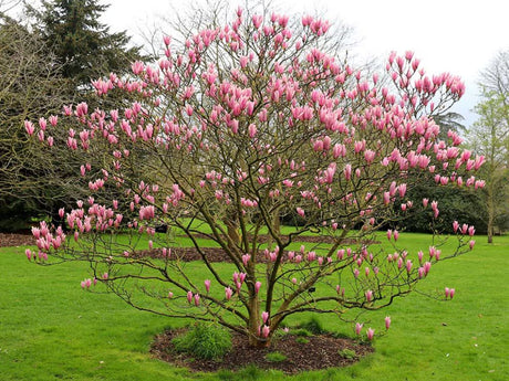 Okrasné stromy Magnólia Heaven Scent 20 40cm(1)