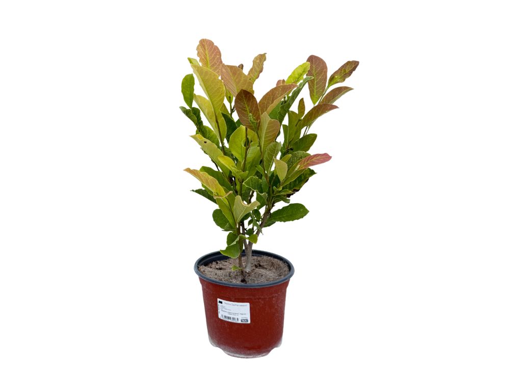 Okrasné stromy Magnólia Loebnerova Merrill 20 30cm(6)