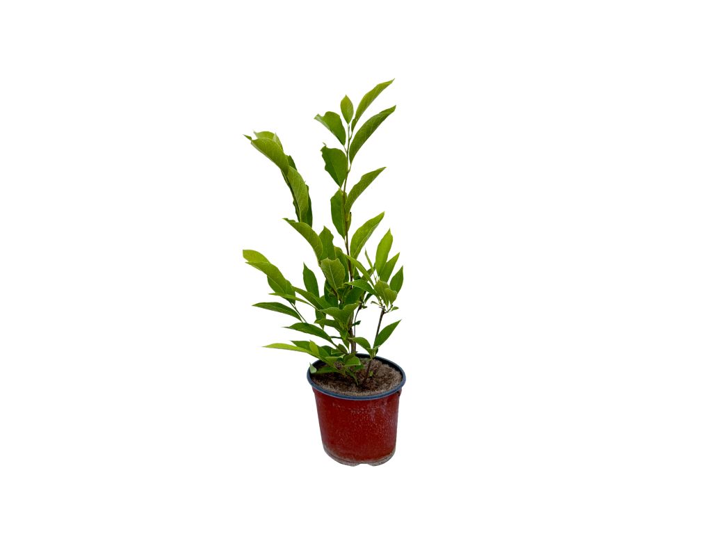 Okrasné stromy Magnólia Soulangeova 20 40cm(6)