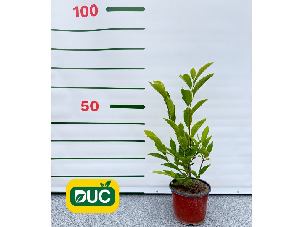 Okrasné stromy Magnólia Soulangeova 20 40cm(2)