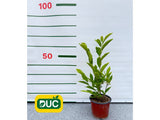 Okrasné stromy Magnólia Soulangeova 20 40cm(2)