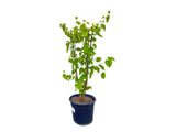 Drobné ovocie Moruša biela 40 70cm(5)