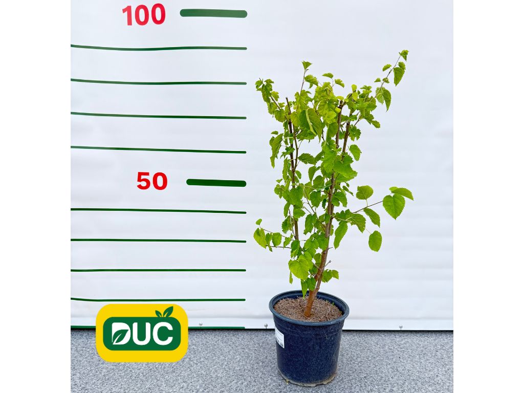 Drobné ovocie Moruša biela 40 70cm(2)