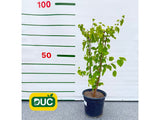 Drobné ovocie Moruša biela 40 70cm(2)