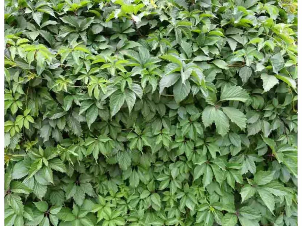 Okrasné kríky Pavinič päťlistý 40 70cm(5)