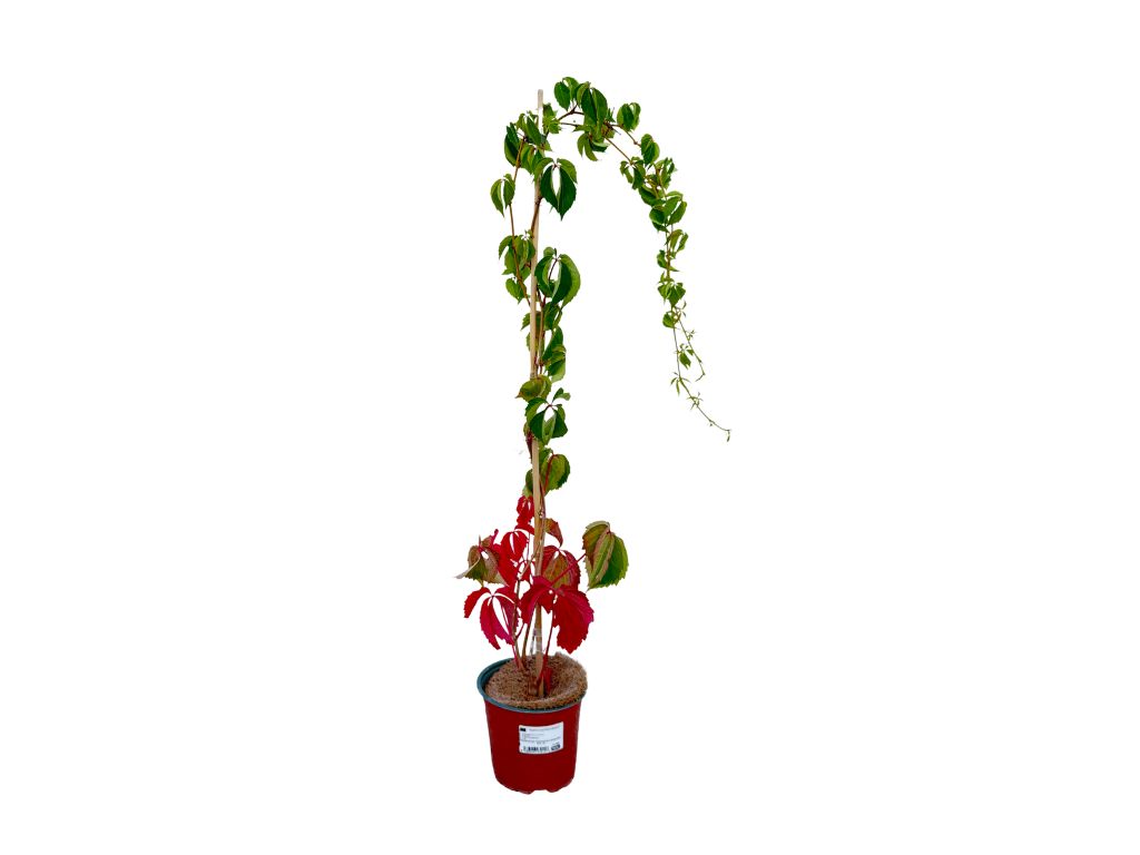 Okrasné kríky Pavinič päťlistý 40 70cm(7)