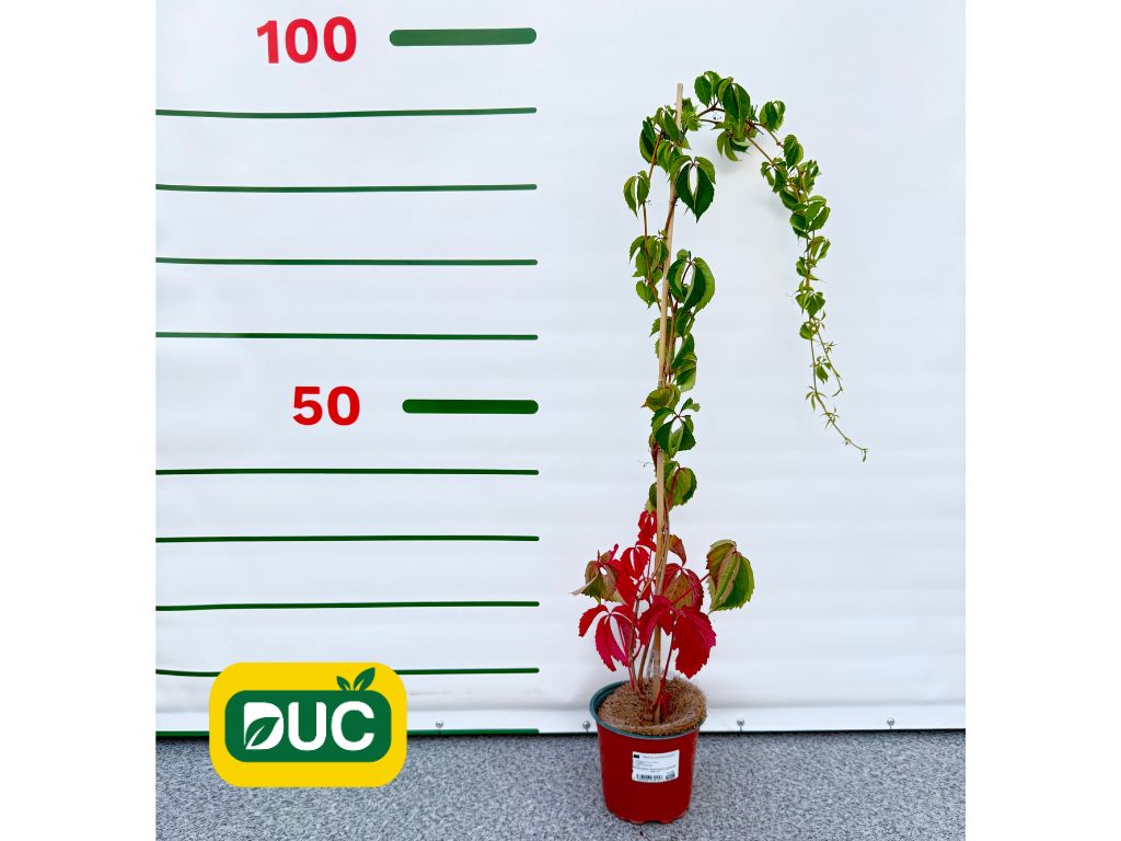 Okrasné kríky Pavinič päťlistý 40 70cm(2)