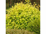 Tavoľa kalinolistá 'Dart's Gold'(6)