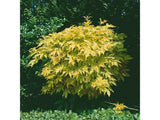 Tavoľa kalinolistá 'Dart's Gold'(5)