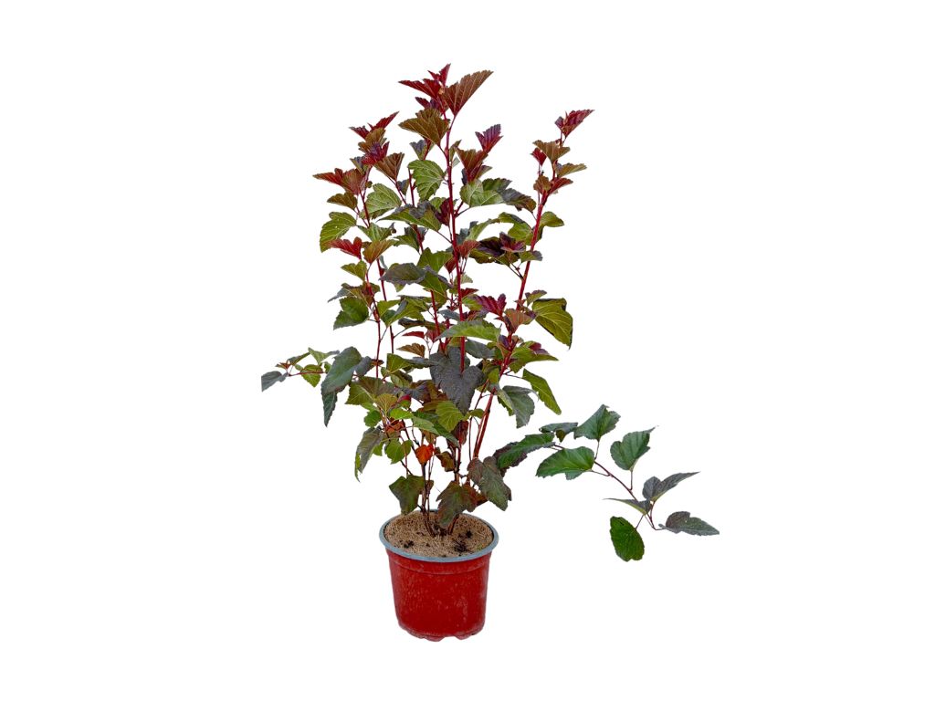 Okrasné kry Tavoľa kalinolistá Schuch 20 40cm(4)