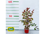 Okrasné kry Tavoľa kalinolistá Schuch 20 40cm(2)