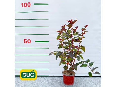 Okrasné kry Tavoľa kalinolistá Schuch 20 40cm(2)