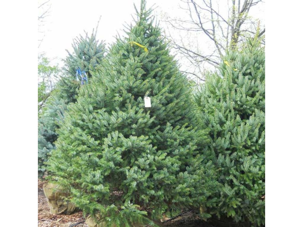 Okrasné stromy Smrek balkánsky Omorika 40 70cm(4)