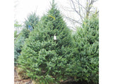 Okrasné stromy Smrek balkánsky Omorika 40 70cm(4)
