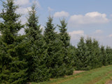 Okrasné stromy Smrek balkánsky Omorika 40 70cm(5)