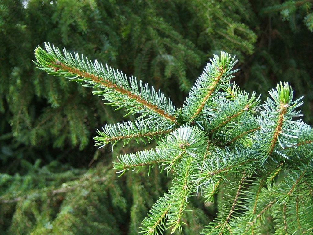 Okrasné stromy Smrek balkánsky Omorika 40 70cm(7)