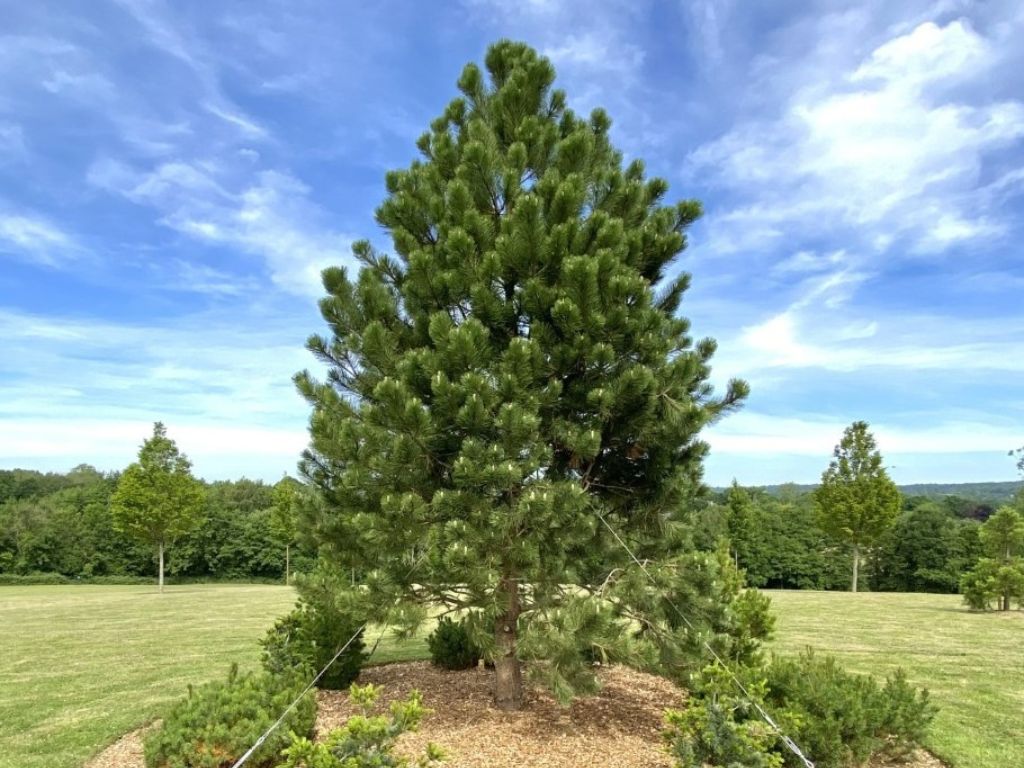 Okrasné stromy Borovica čierna 40 60cm(1)