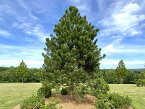 Okrasné stromy Borovica čierna 40 60cm(1)