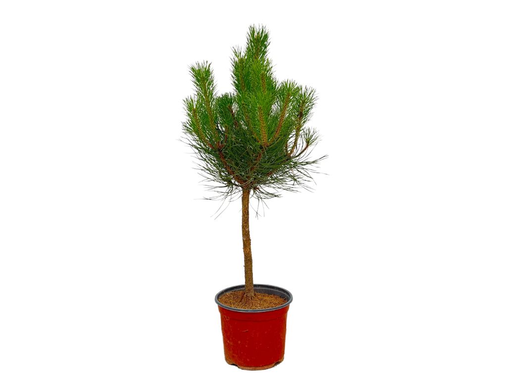 Okrasné stromy Borovica čierna 40 60cm(2)