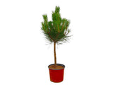 Okrasné stromy Borovica čierna 40 60cm(2)