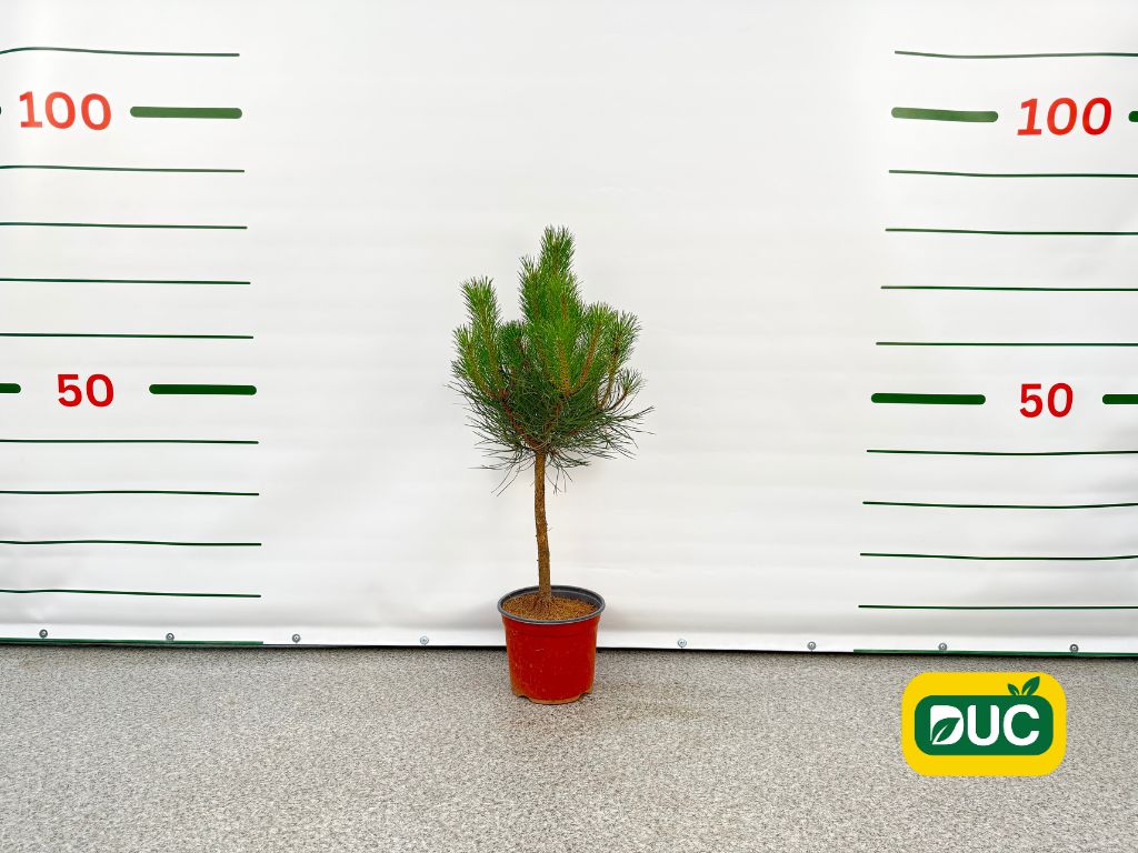 Okrasné stromy Borovica čierna 40 60cm