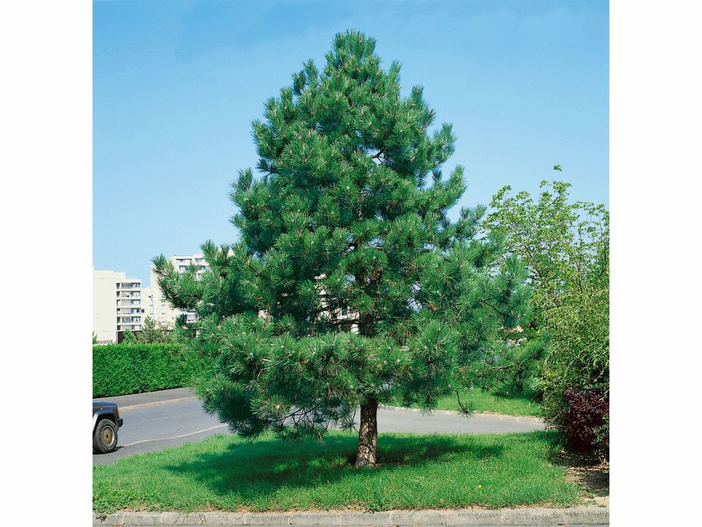 Okrasné stromy Borovica čierna 40 60cm(3)