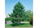 Okrasné stromy Borovica čierna 40 60cm(3)