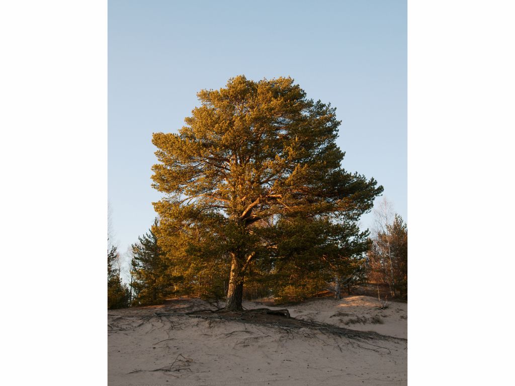 Okrasné stromy Borovica lesná 60 80cm(3)