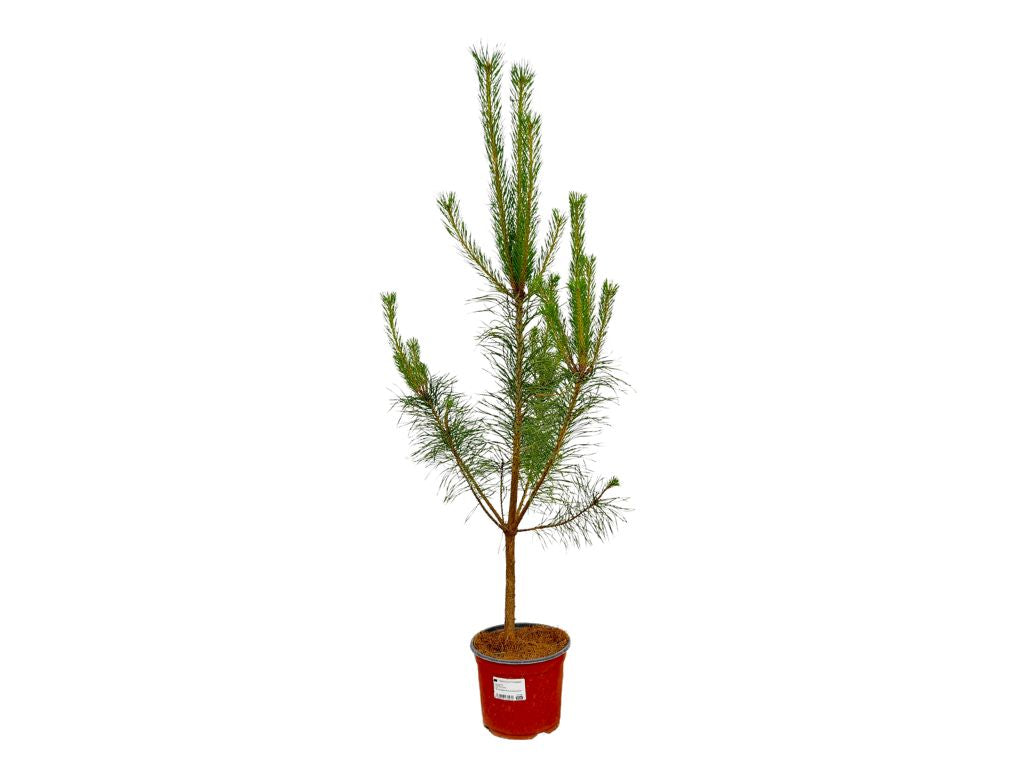 Okrasné stromy Borovica lesná 60 80cm(4)