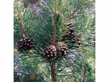 Okrasné stromy Borovica lesná 60 80cm(2)