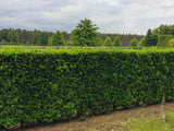 Tis prostřední Hicksii, výška 20–30 cm, květináč 2 l