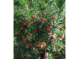 Tis prostřední Hicksii, výška 20–30 cm, květináč 2 l