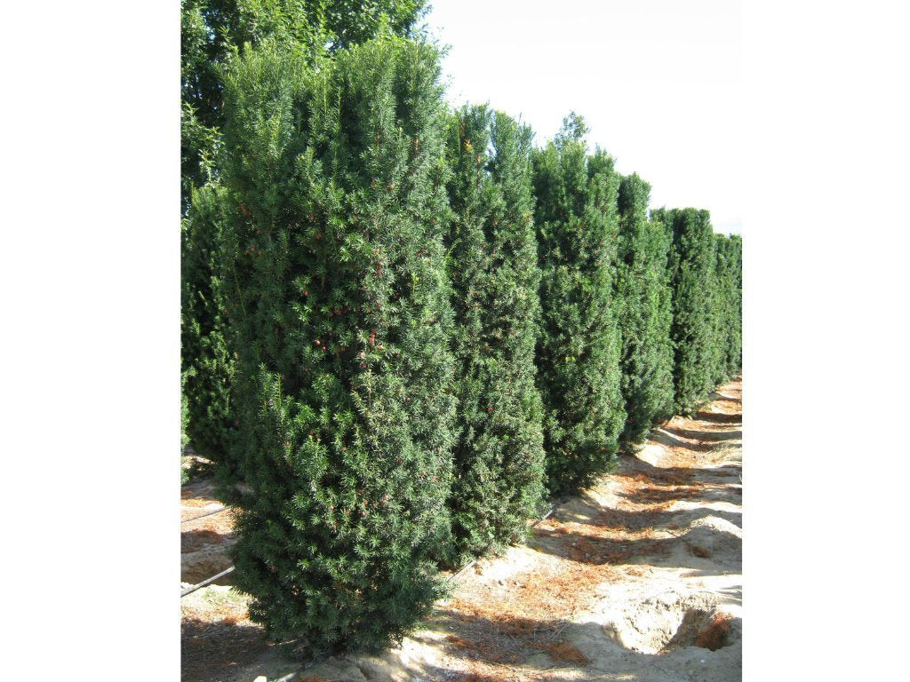 Tis prostřední Hicksii, výška 20–30 cm, květináč 2 l