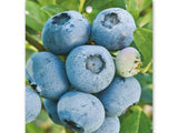 Borůvka kanadská Bluecrop, výška 30-40cm, květináč 1,5 l