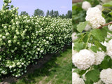 Kalina obecná Roseum, výška 20-40 cm, květináč 2 l