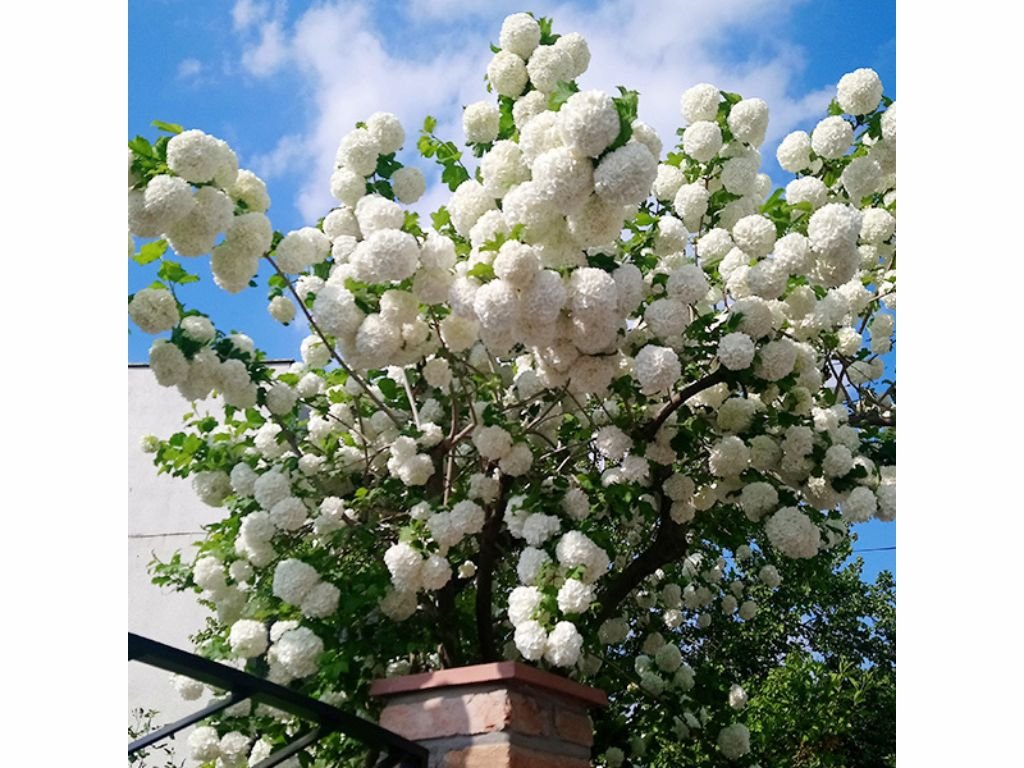 Kalina obecná Roseum, výška 20-40 cm, květináč 2 l