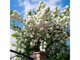 Kalina obecná Roseum, výška 20-40 cm, květináč 2 l
