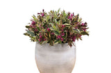Okrasné kry Vajgela All Summer Monet 10 20cm(5)