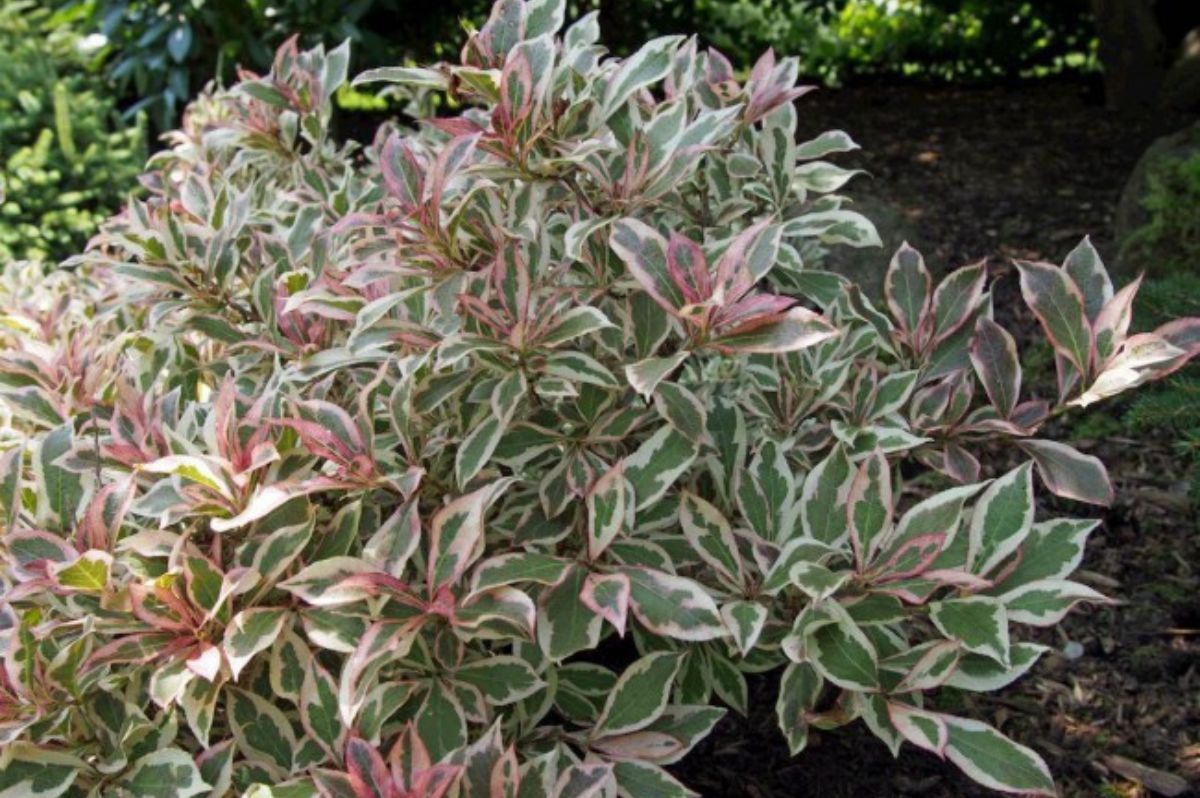 Okrasné kry Vajgela All Summer Monet 10 20cm(9)