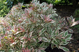Okrasné kry Vajgela All Summer Monet 10 20cm(9)